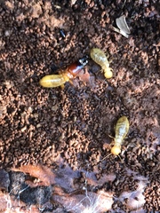 Zootermopsis nevadensis