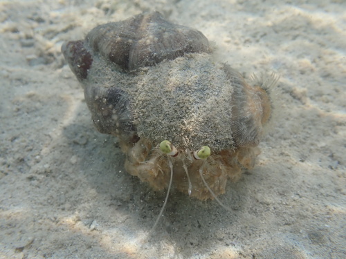 Dardanus deformis observed 2026-10-09