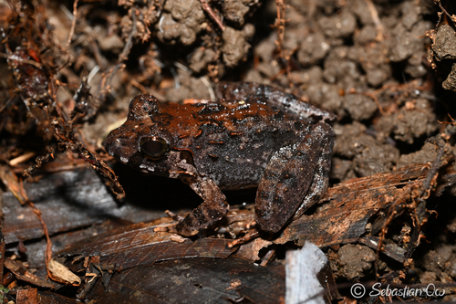 Limnonectes malesianus observed 2026-10-11