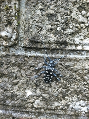 Anoplophora macularia