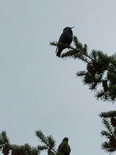 European Starling