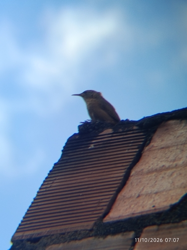 Troglodytes musculus musculus