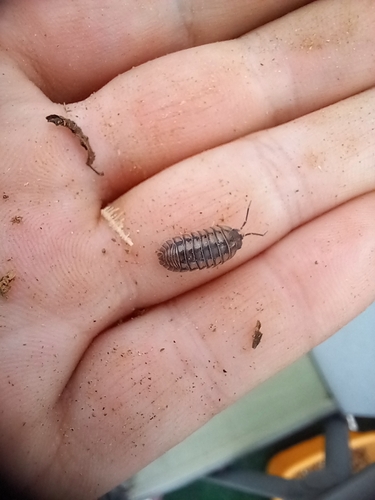 Nosy Pill Woodlouse