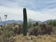 Carnegiea gigantea