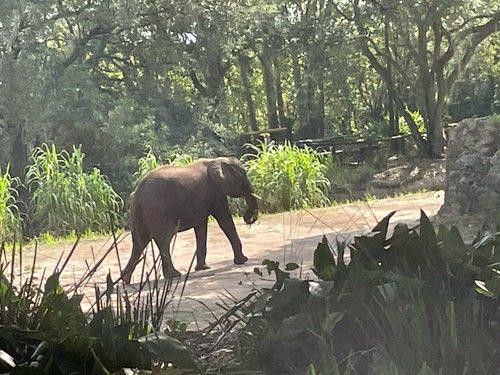 African Savanna Elephant