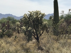 Cylindropuntia fulgida