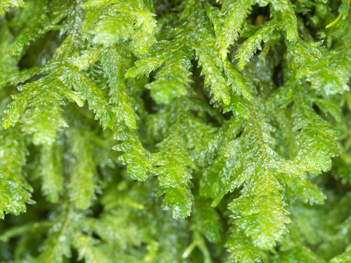 Exsertotheca crispa observed 2026-10-11