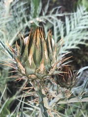 Cynara