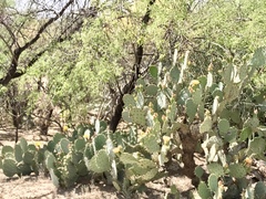 Opuntia engelmannii