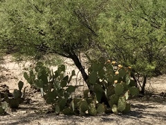 Opuntia engelmannii