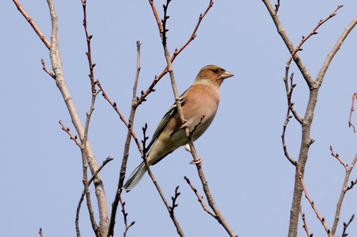 Common Chaffinch