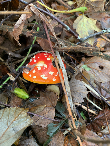 Fly Agaric