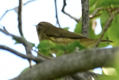 Common Chiffchaff