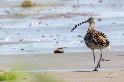 Far Eastern Curlew