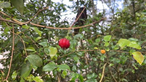 Surinam cherry