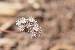 Horkelia tridentata