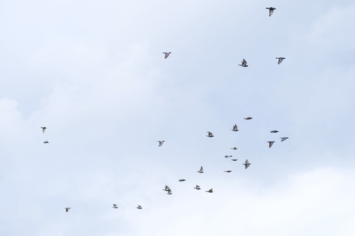 Feral Pigeon