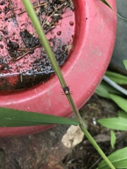 Dermacentor andersoni