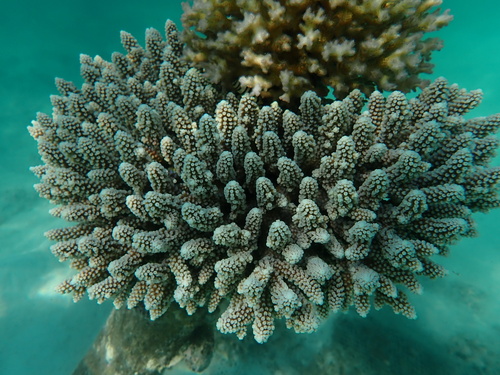 Acropora digitifera observed 2026-10-09