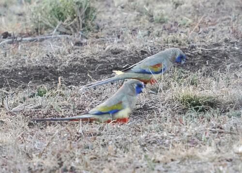 Greater Bluebonnet