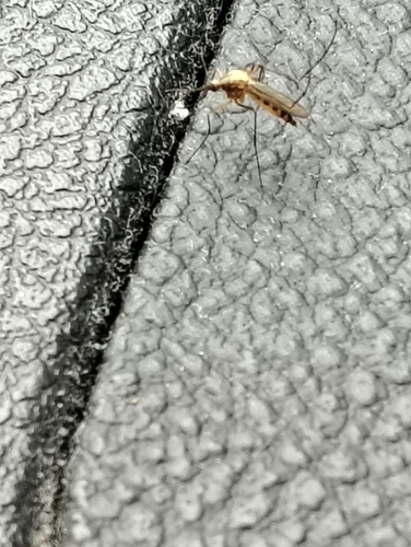 Plains Floodwater Mosquito