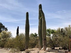 Carnegiea gigantea