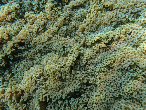 Euphyllia observed 2026-10-09
