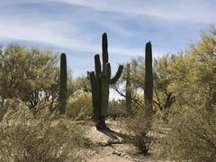 Carnegiea gigantea