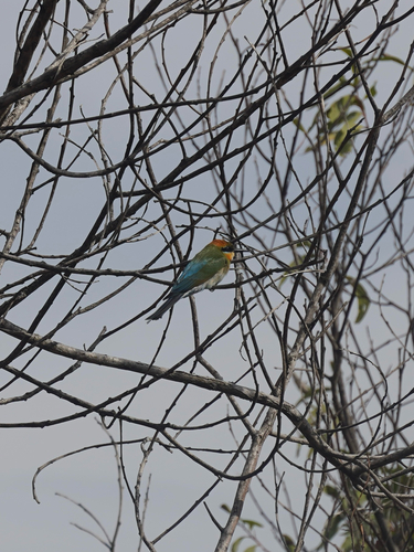 Rainbow Bee-eater