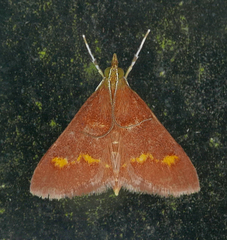 Pyrausta pseuderosnealis