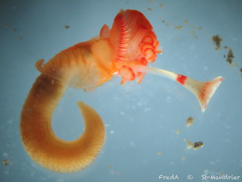 Serpula vermicularis observed 2026-10-09