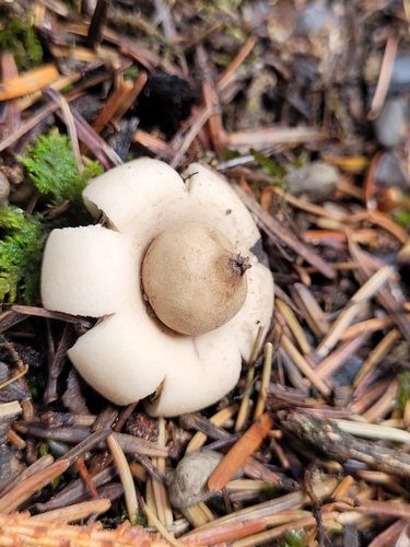Sessile Earthstar