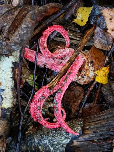 devil's-fingers