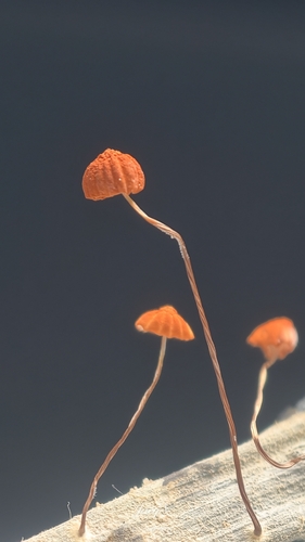 Orange Pinwheel