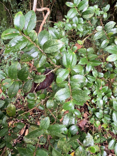 Eurya crenatifolia observed 2026-10-10