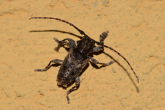 Acanthoderini