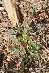 Horkelia tridentata