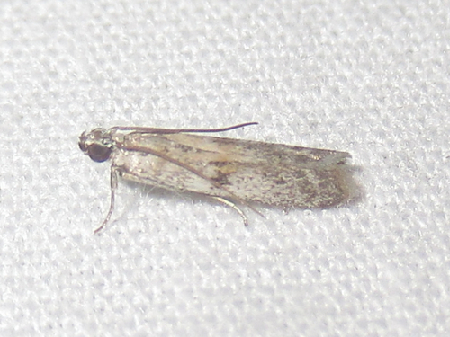 Homoeosoma, 2026-10-08