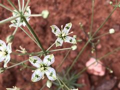 Frasera albomarginata