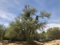 Parkinsonia florida