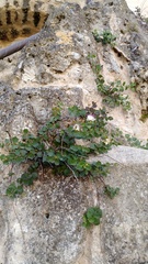 Capparis