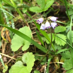 Veronica regina-nivalis