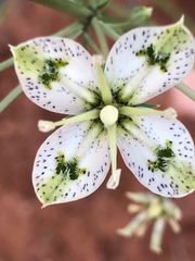 Frasera albomarginata