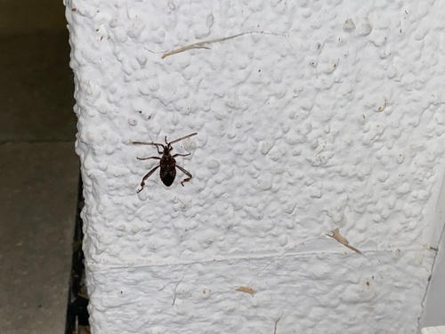 Western Conifer Seed Bug
