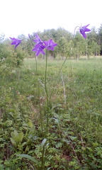 Campanula stevenii