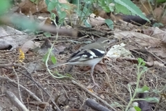 Dendronanthus indicus