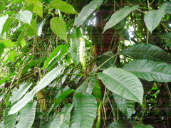 Pleiostachya pruinosa