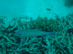 Lethrinus obsoletus