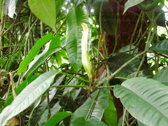 Pleiostachya pruinosa