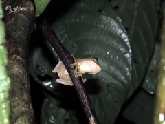 Rhacophorus margaritifer